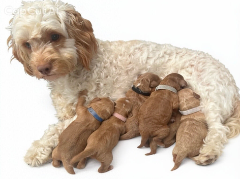 Cockapoo Puppys