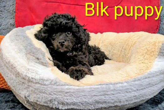 Toy poodle puppies KC reg Fully Vaccinated
