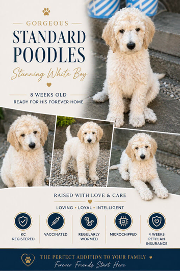 READY NOW! Standard poodle puppies kc registered