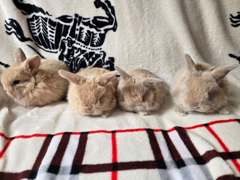 Stunning mini lops available