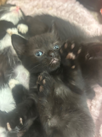 2 beautiful kittens