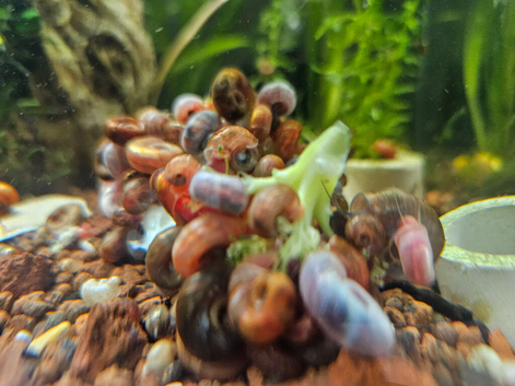 aquatic ramshorn snails x100, mixed sizes, free next day delivery