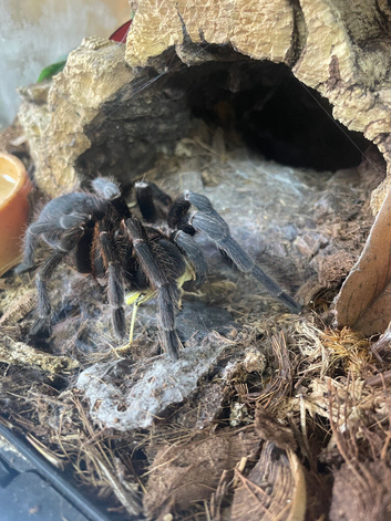 Costa Rica bluefront female and set up