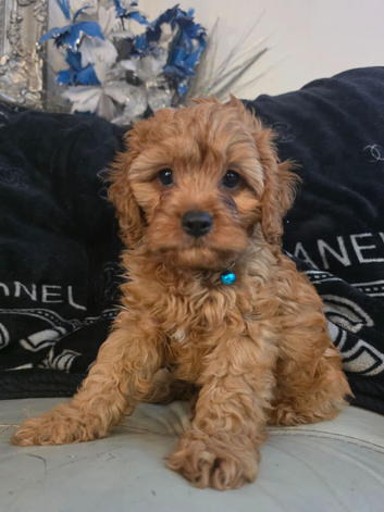 UNO F1 CAVAPOO DNA TESTED PARENTS