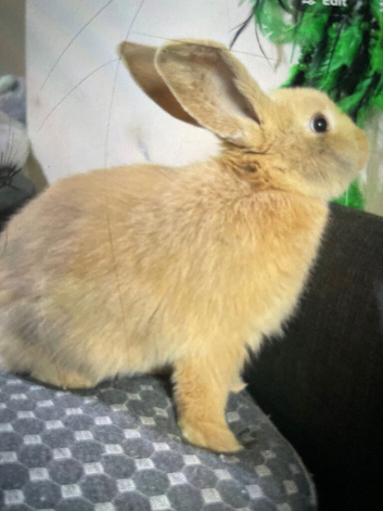 Female rabbit