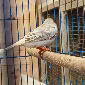 6 male penguin finches