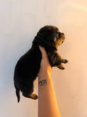 1 beautiful boy Rottweiler pup