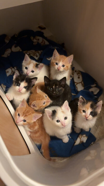 Kittens for sale