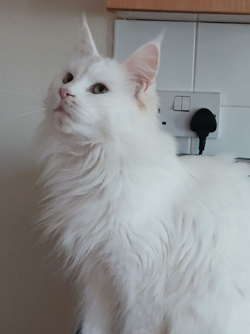 Registered Female maine coon