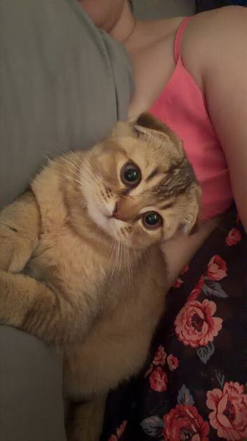 Scottish Fold Kitten Looking for a Loving Home