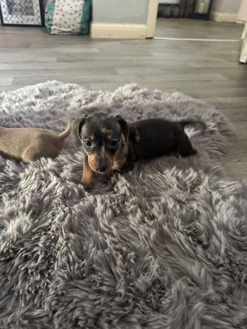 KC Miniature Dachshund