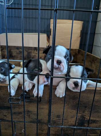 KC registered Boston terrier puppies