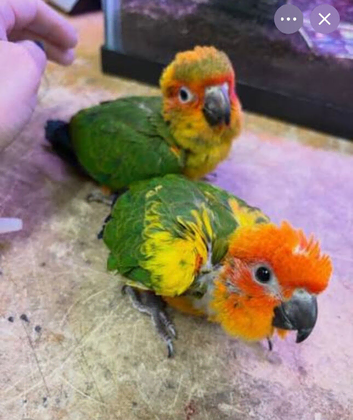Sun conures sily tame babies available