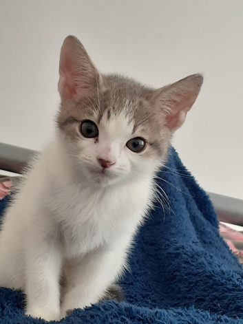 Tom kitten (10 weeks)