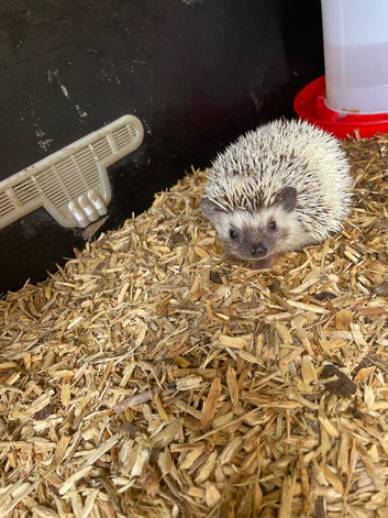 African pygmy hedgehog