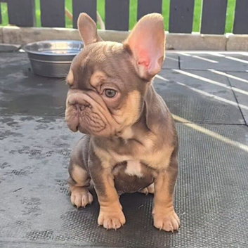KC Fluffy French Bulldog Puppies