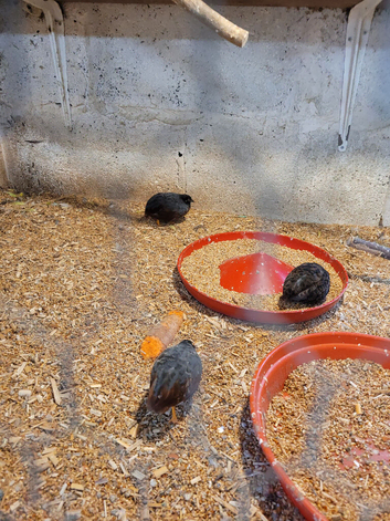 Mail  button quails for sale