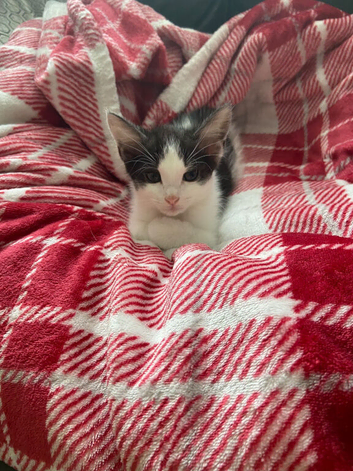 Kitten ready to go