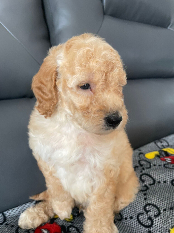 toy poodle