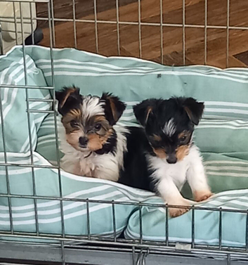 Biewer Pups Pedigree