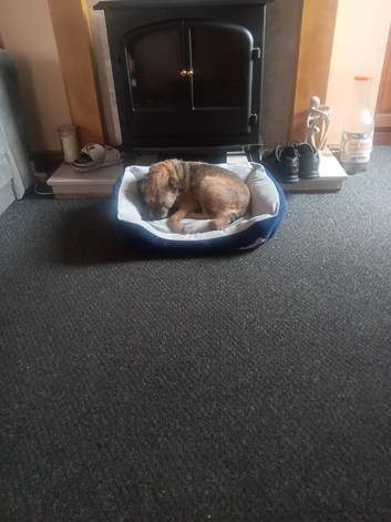 4 border terrier puppies