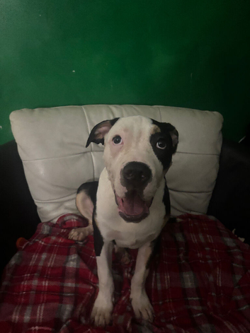 American Bully puppies - urgent rehoming