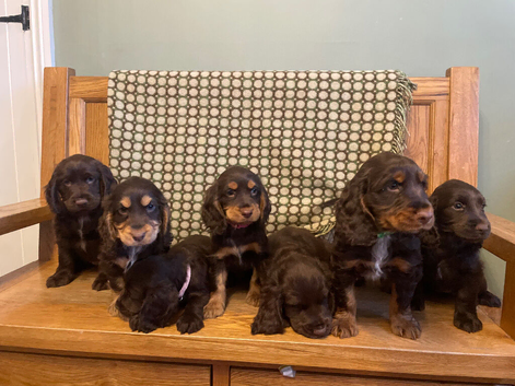 Stunning litter of Chocolate and Tan Cocker Spaniels