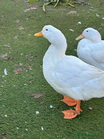 6 X Pure Pekin Duck HATCHING EGGS