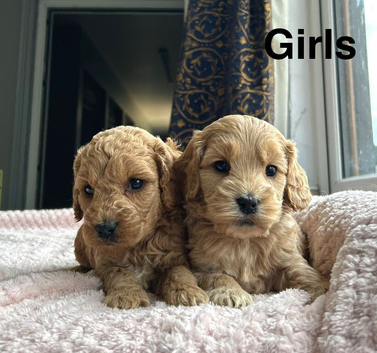 5 lovely cockapoo puppies ready to leave us from 3rd July