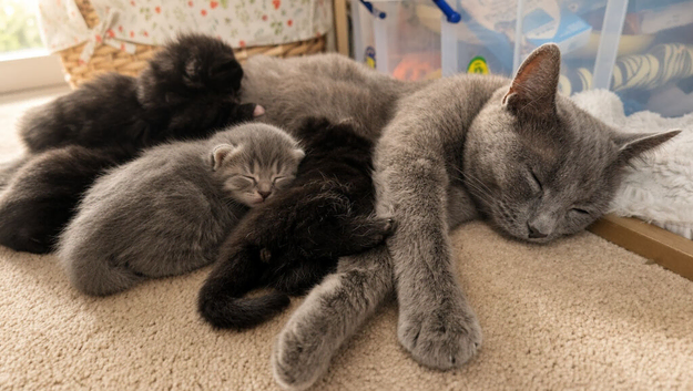 4 cute kittens.
