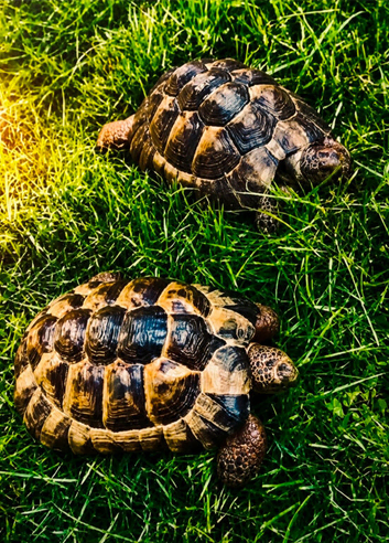 Stunning Tortoises for sale!
