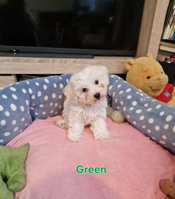 Bichon Frise Puppy -Champion Bloodline -Last Puppy