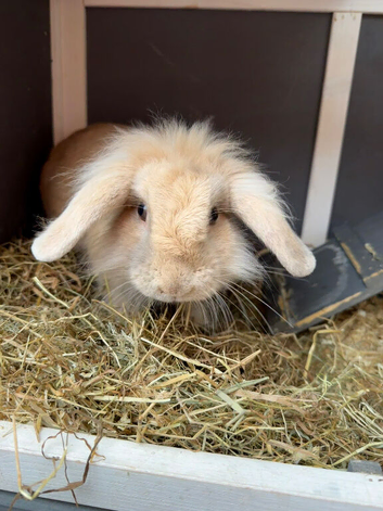 Adorable bunny