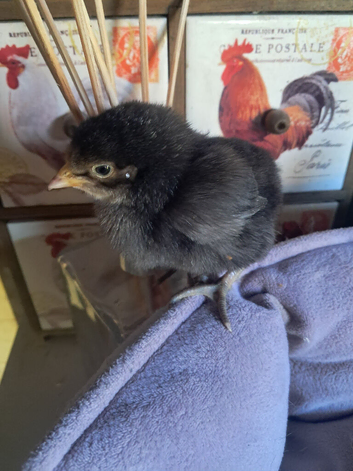Pure copper black marans/pure rhode island red chick's available