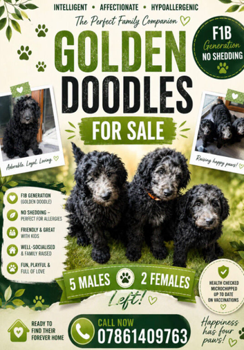F1B  Rare black standard Goldendoodle puppies in North Wales