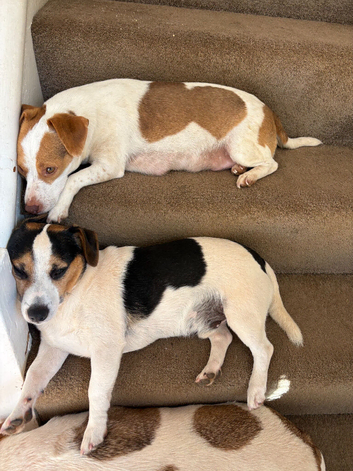 Pure Breed Jack Russell Pups