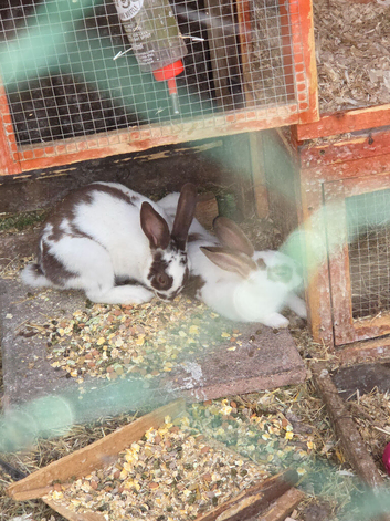 5 rabbits, hutches and enclosure