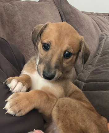 Whippet pups