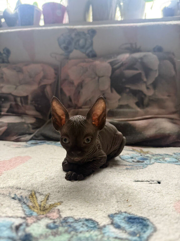 Sphinx&rsquo;s kittens