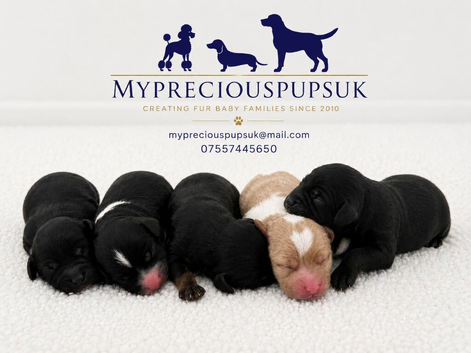 F1  cavapoos &ndash; Ethical Licensed Breeder