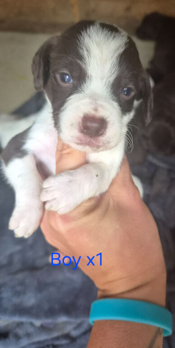 8 pups for sale