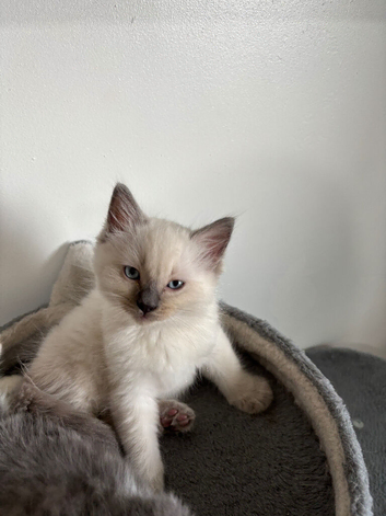 Ragdoll male kitten 10/07/26