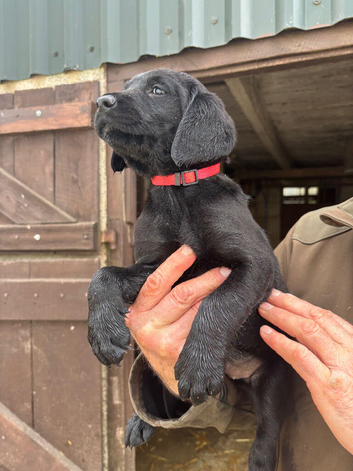 **1 puppy left Ready to go**Springador Puppies for Sale