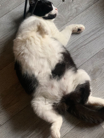 Munchkin cat