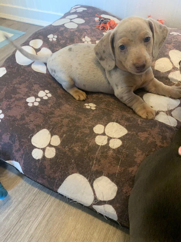Dachshund