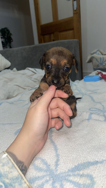 Puppies for sale