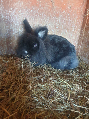 Black girl rabbit for sale