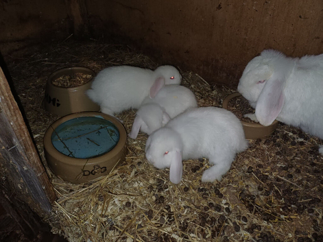 Young red eyed white Germans