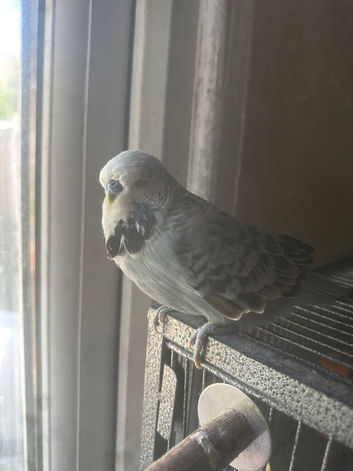 Tame show budgie