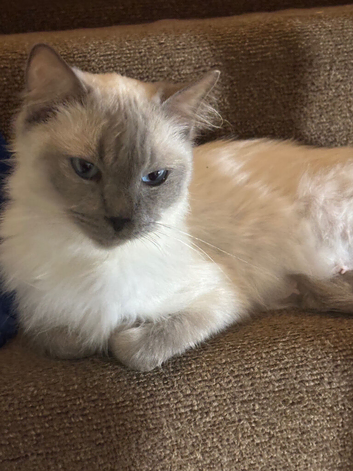 Ragdoll tica and gccf 6 year old un neutered female